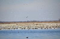 Loess Bluffs National Wildlife Refuge